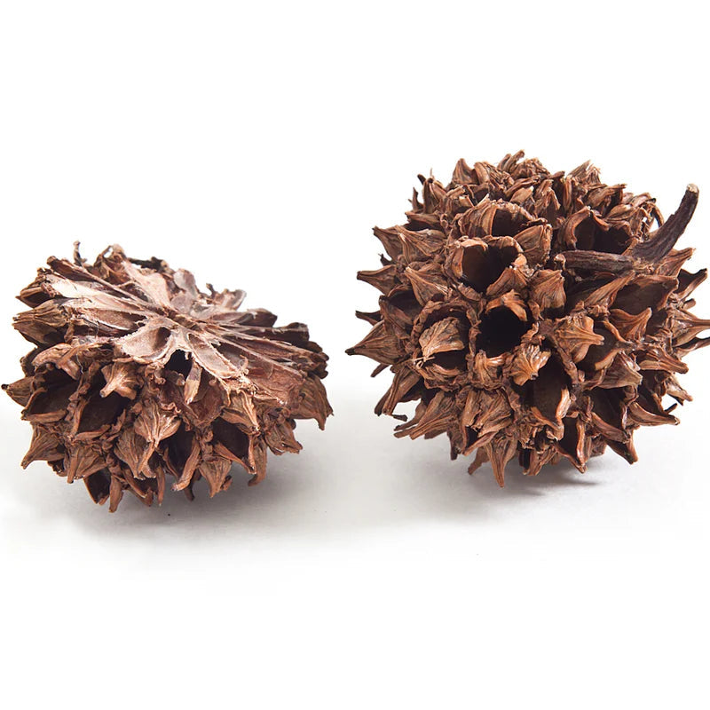 Patina Sweetgum Turtle Stud Earrings