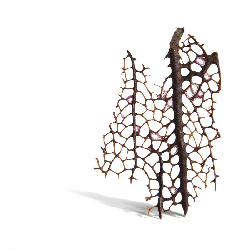 Warm Sea Fan Curve Earrings