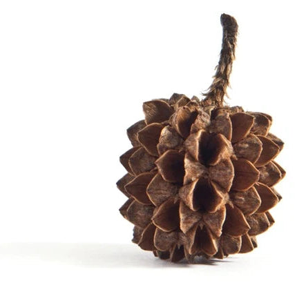 Warm Pinecone Arrow Stud Earrings