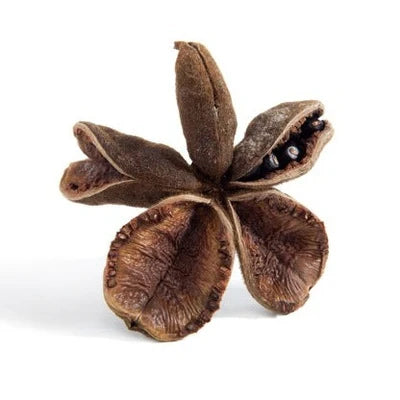 Warm Peony Single Seed Pendant