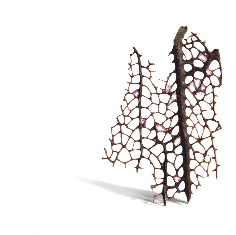 Warm Sea Fan Pendant