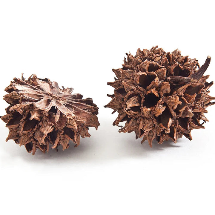 Warm Sweet Gum French Hook Earrings